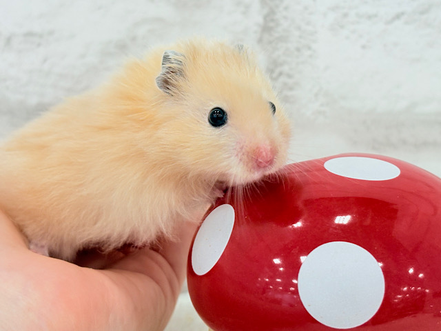 甘々プリティーフェイス🐹💖サテンハムスター(アプリコット) 男の子