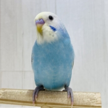 最新画像有ります❗️あと一羽✨みんな違ったパステルレインボー✨どの子がお好み？？セキセイインコ‼️