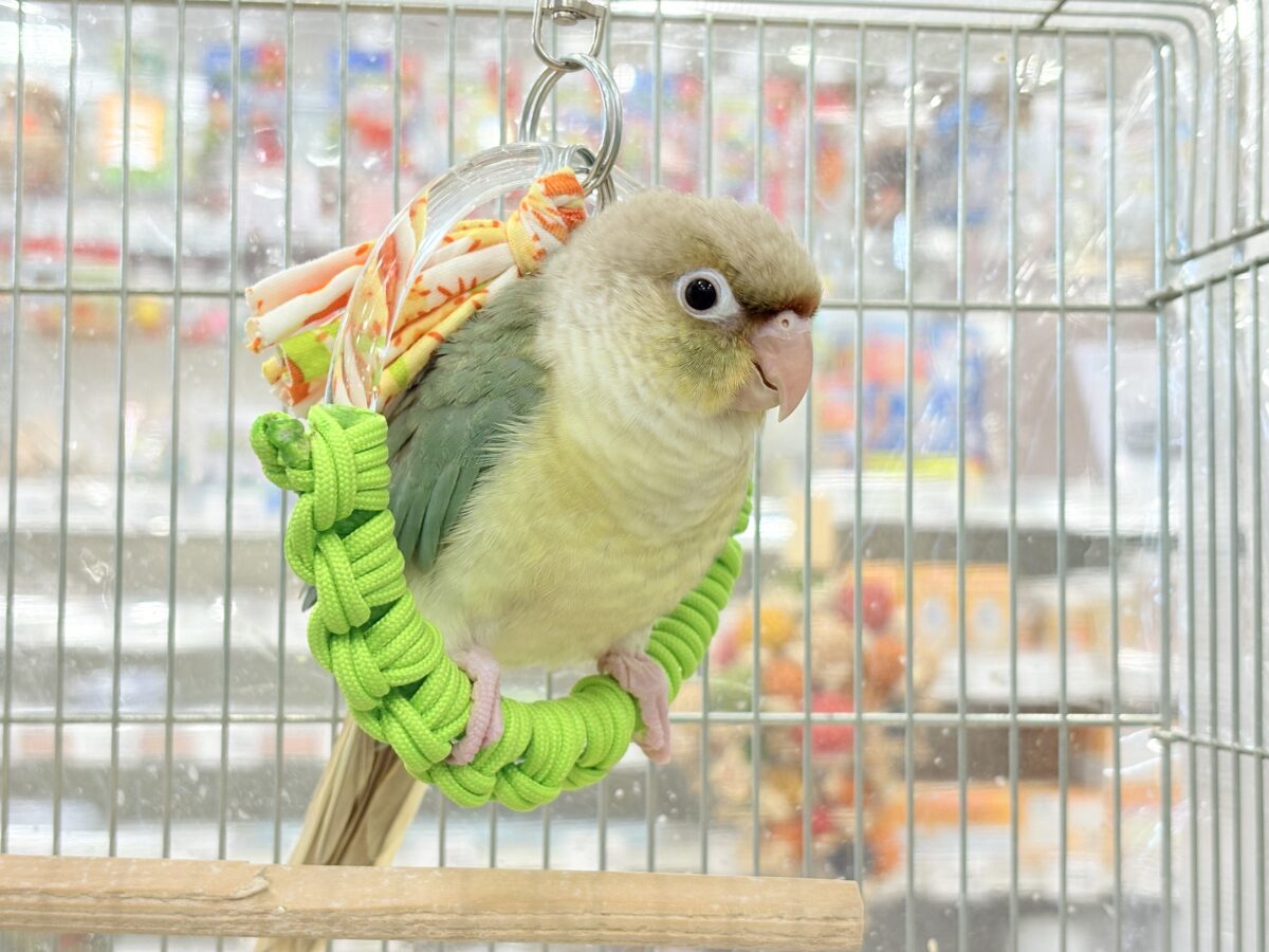 ホオミドリウロコインコ