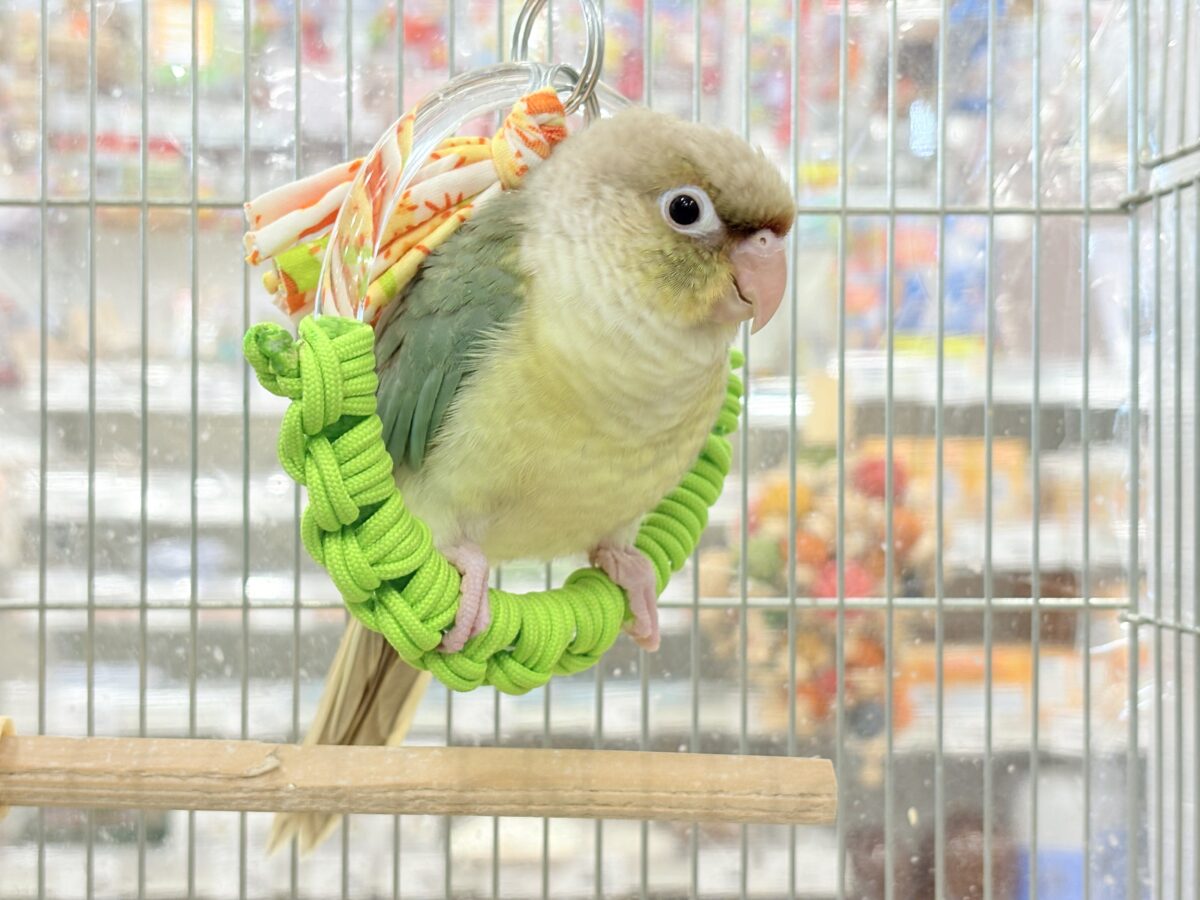 ホオミドリウロコインコ