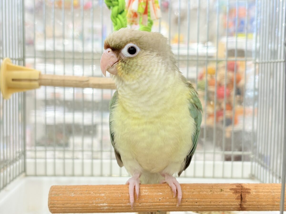 ホオミドリウロコインコ