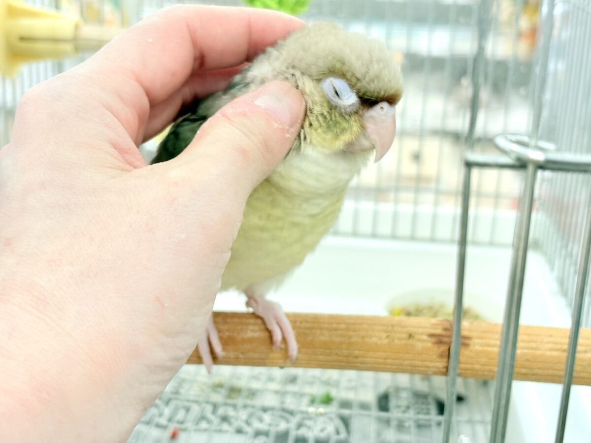 ホオミドリウロコインコ