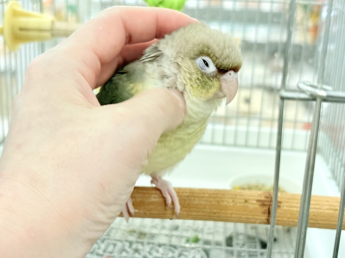 ホオミドリウロコインコ