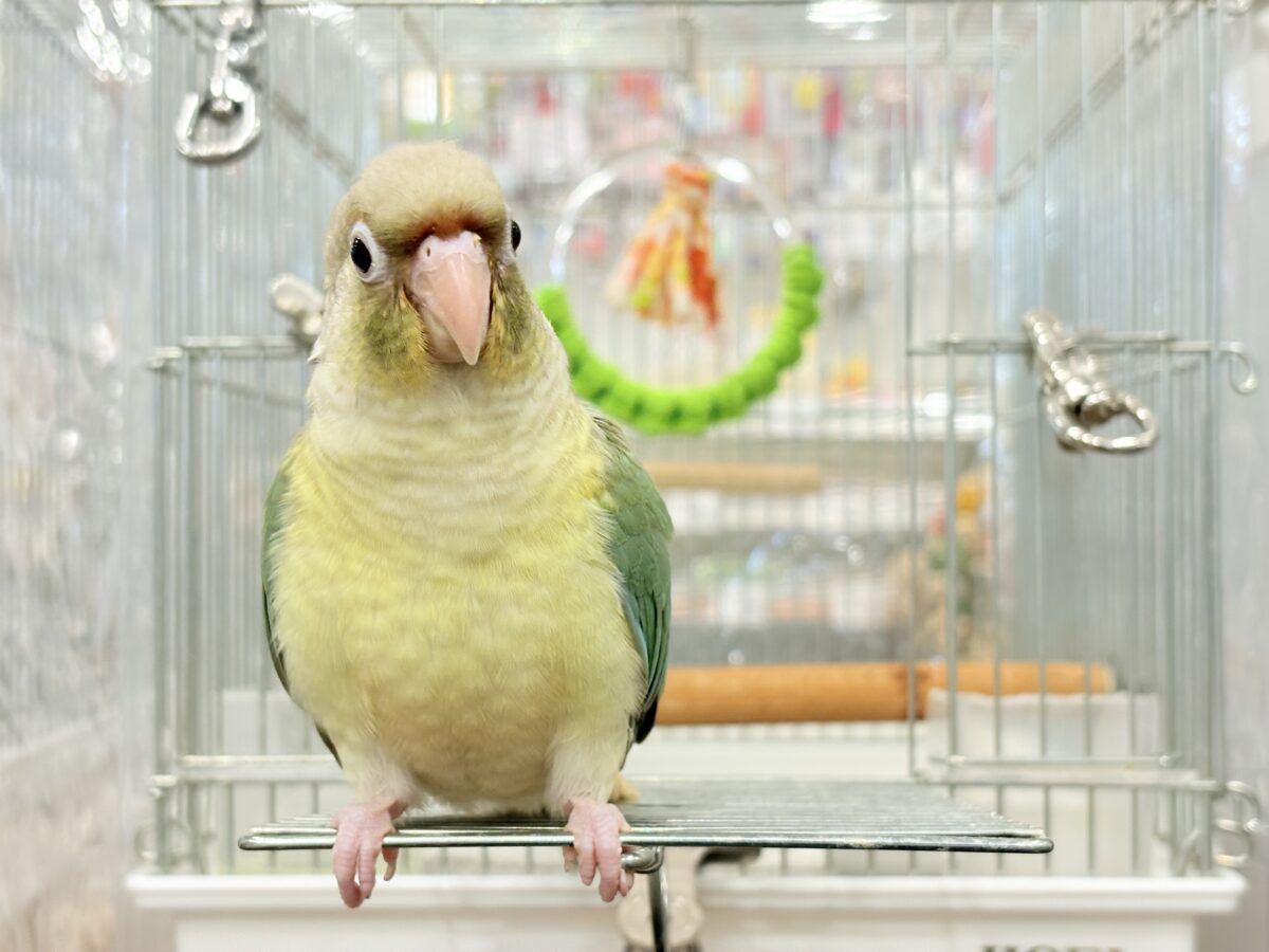 ホオミドリウロコインコ