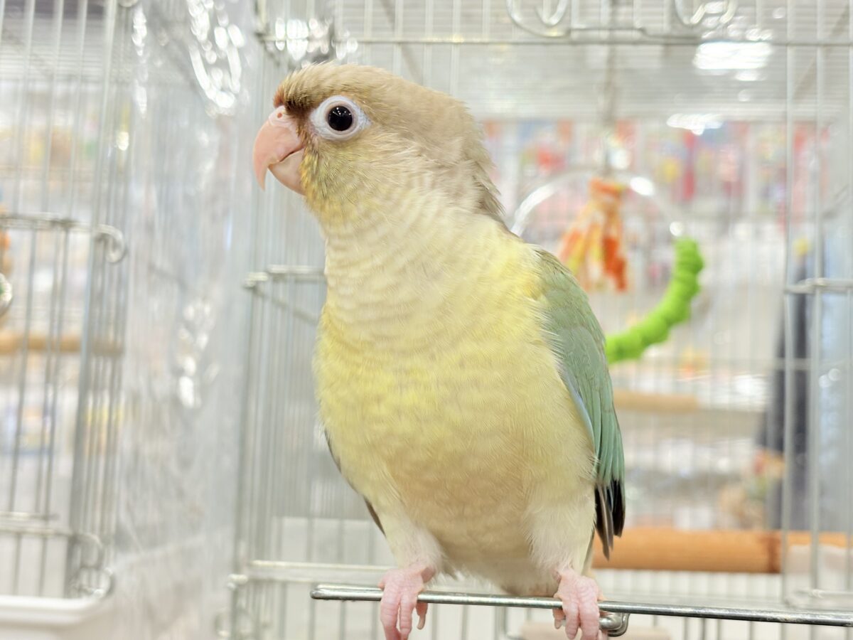 ホオミドリウロコインコ
