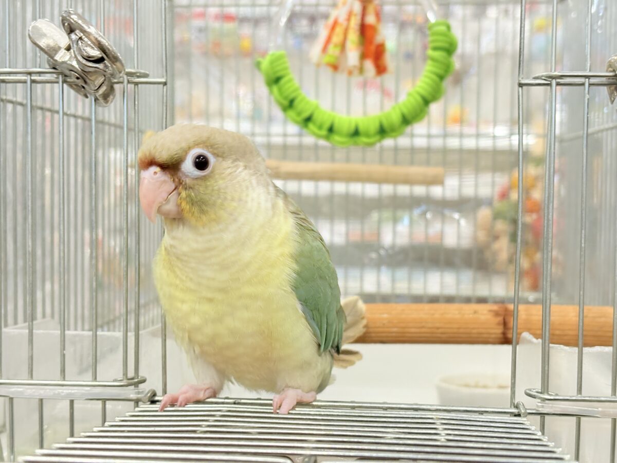 ホオミドリウロコインコ