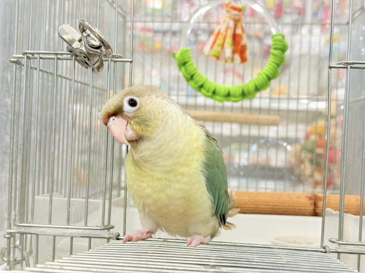 ホオミドリウロコインコ
