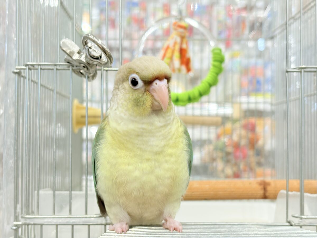 ホオミドリウロコインコ