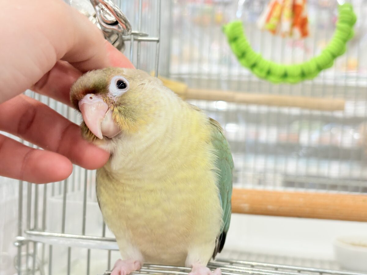 ホオミドリウロコインコ