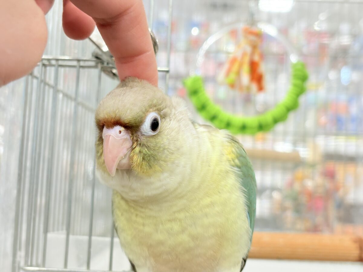 ホオミドリウロコインコ