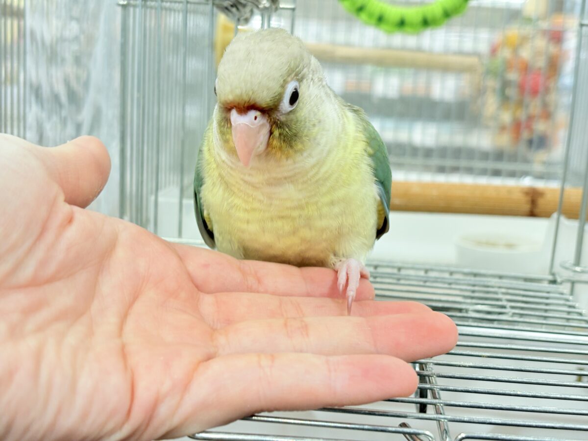 ホオミドリウロコインコ