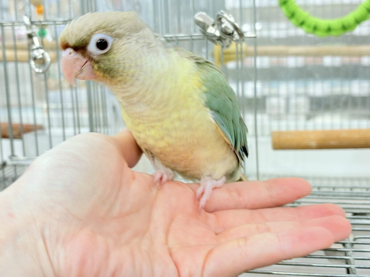 ホオミドリウロコインコ