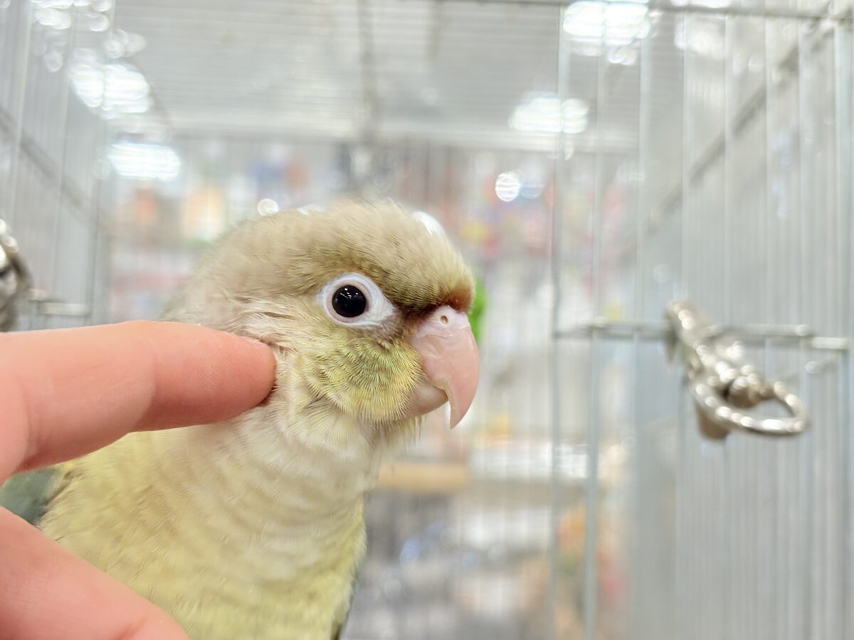 ホオミドリウロコインコ