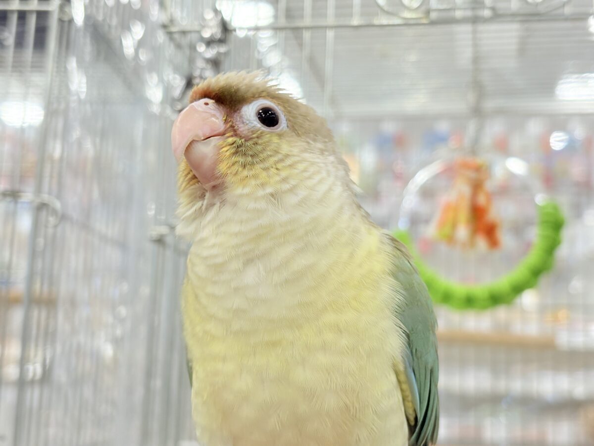ホオミドリウロコインコ