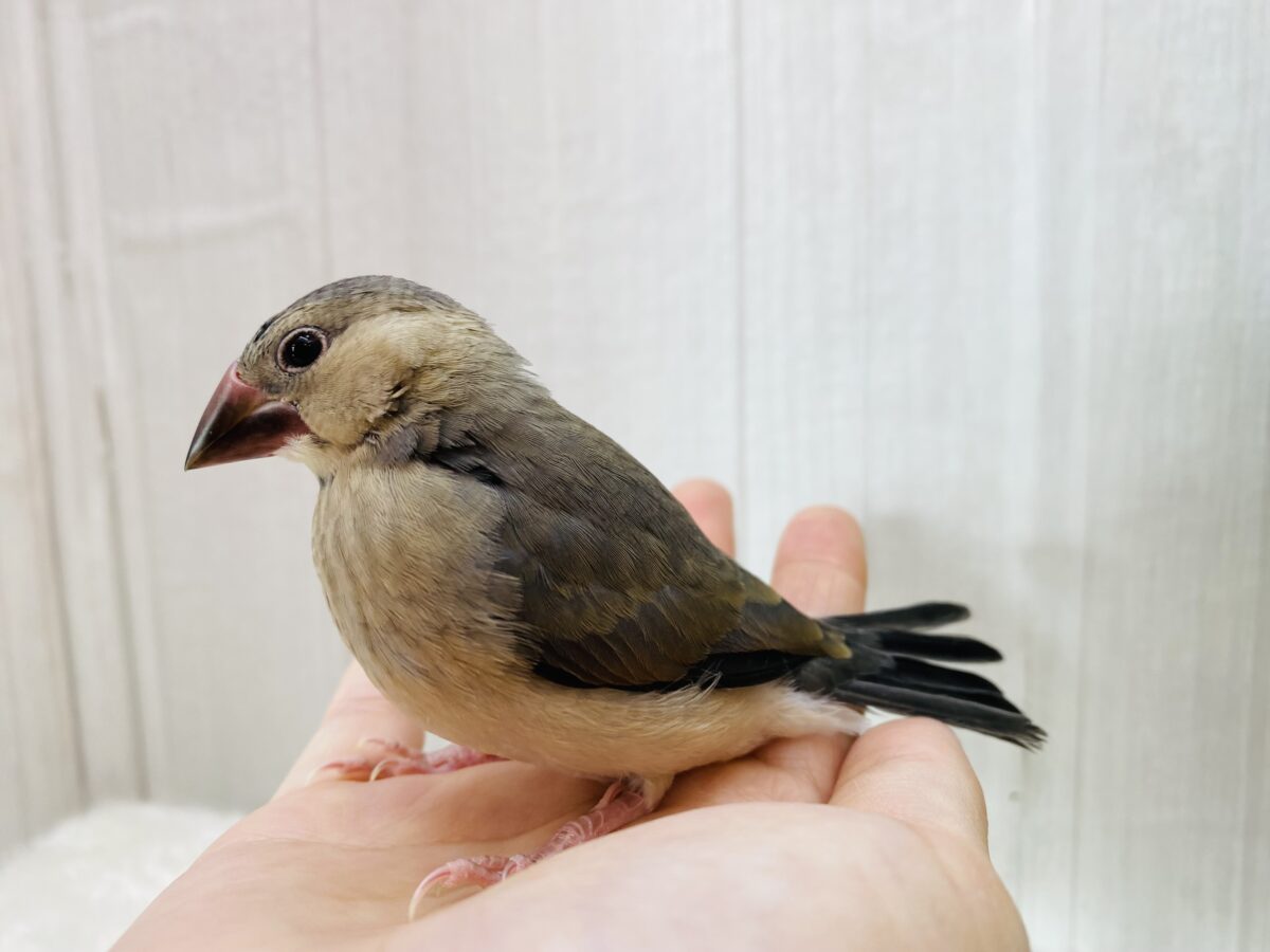 桜文鳥