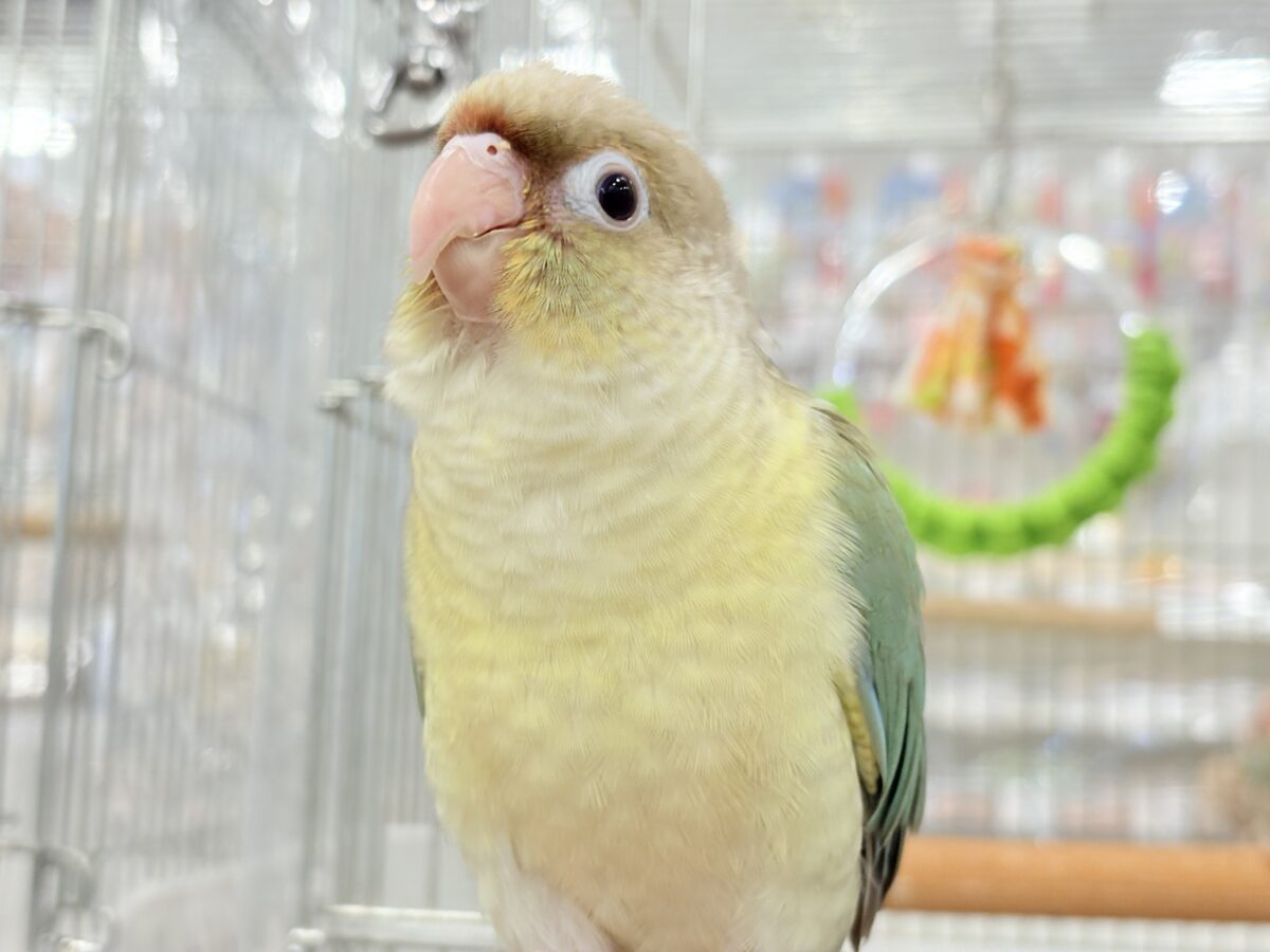 ホオミドリウロコインコ