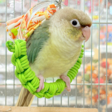 【最新画像更新🪄もうすぐひとり餌‪☆】おめめくりくり‪☆ふんわりカラー🫧ウロコインコ(ブルーパイナップル) ヒナ