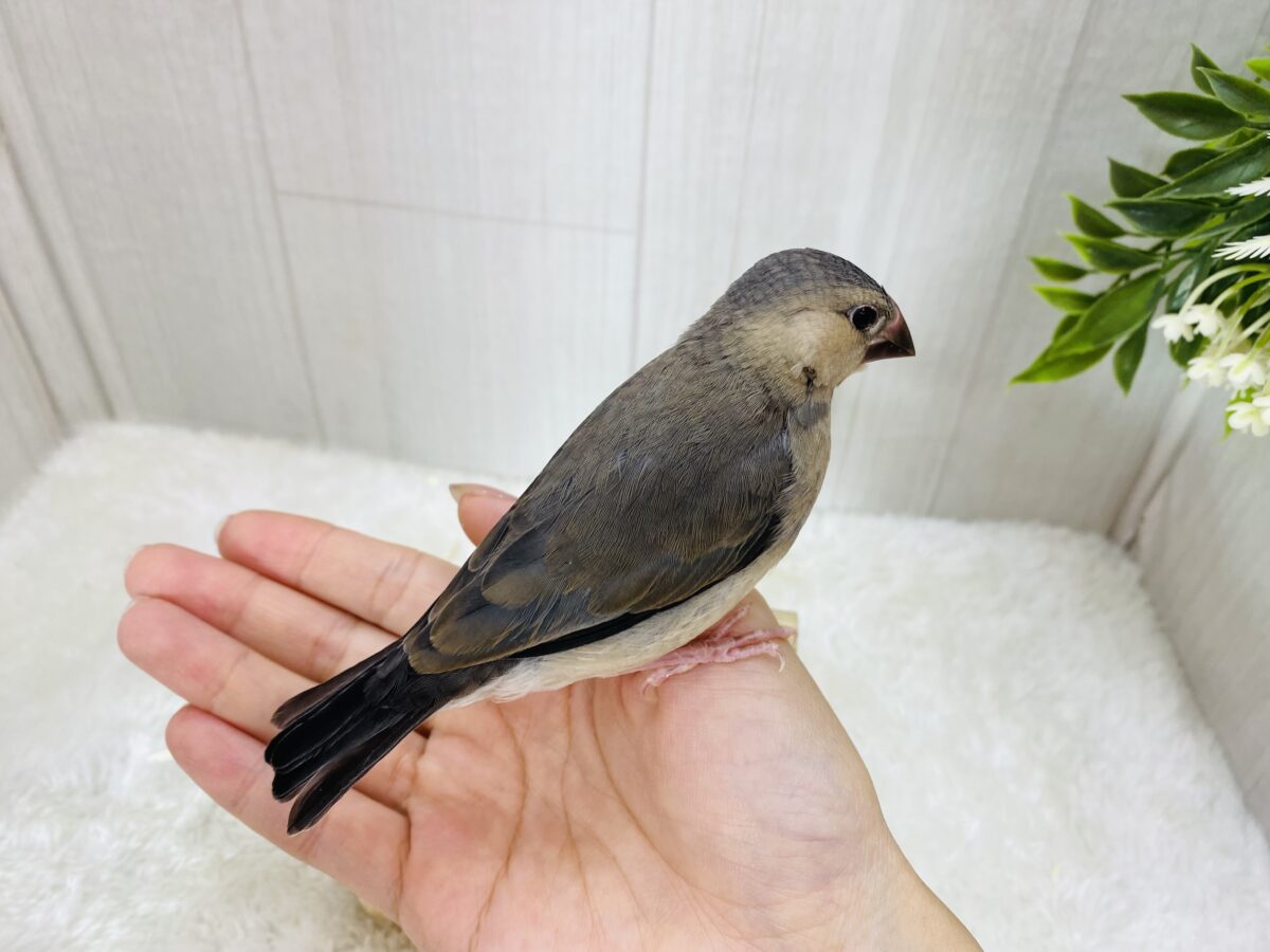 桜文鳥