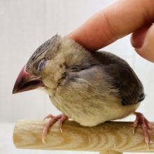 最新画像有ります⭐️小さなカラス⁉️😳いいえ、黒が多めの桜文鳥さん🌸