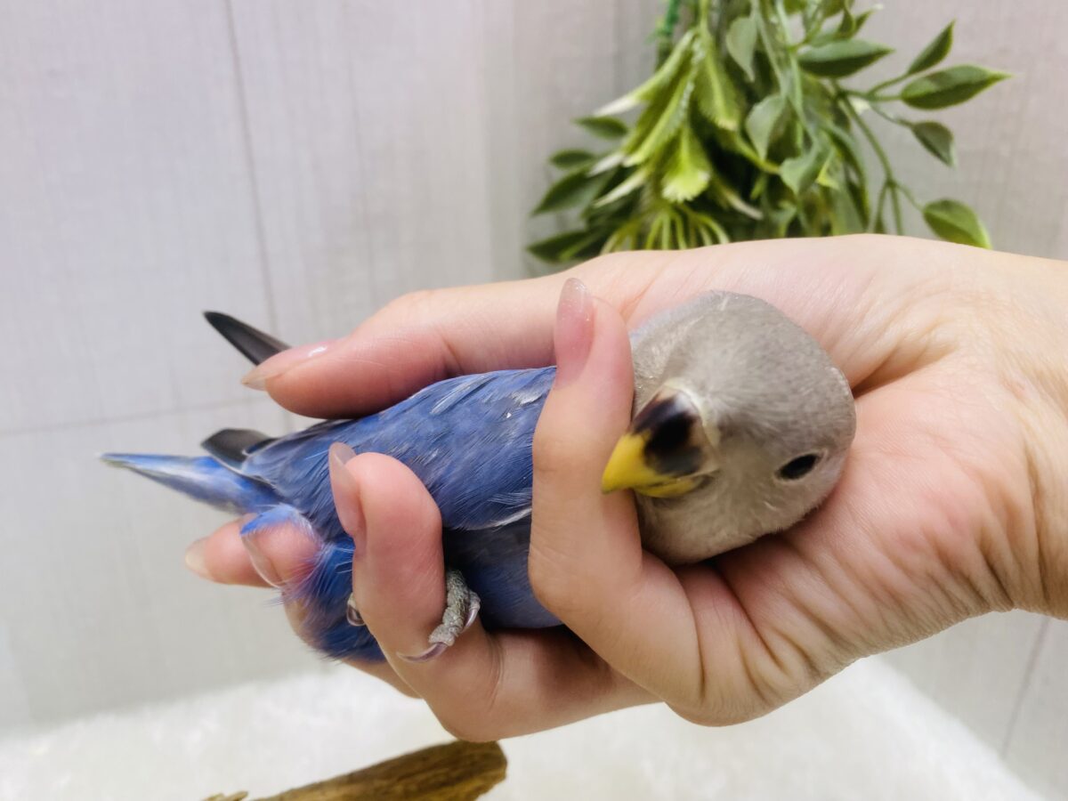 コザクラインコ（小桜インコ）