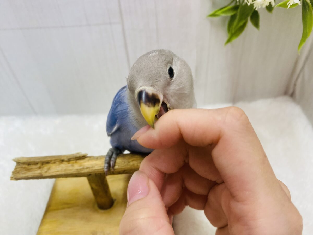 コザクラインコ（小桜インコ）