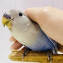 最新画像有ります❗️お上品✨いいとこ取りのカラーなんです💕コザクラインコ(ダークブルーバイオレットオパーリン)
