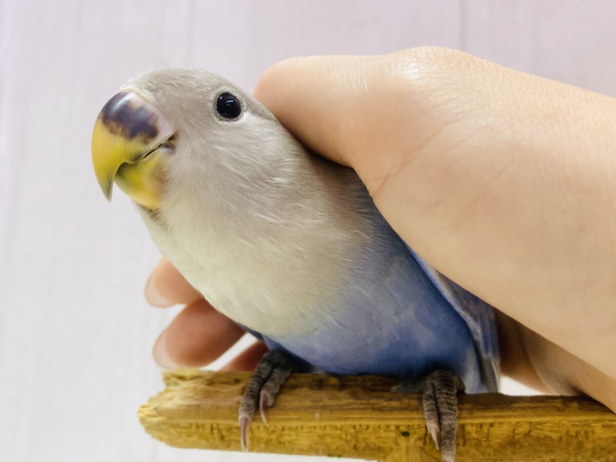 最新画像有ります❗️お上品✨いいとこ取りのカラーなんです💕コザクラインコ(ダークブルーバイオレットオパーリン)