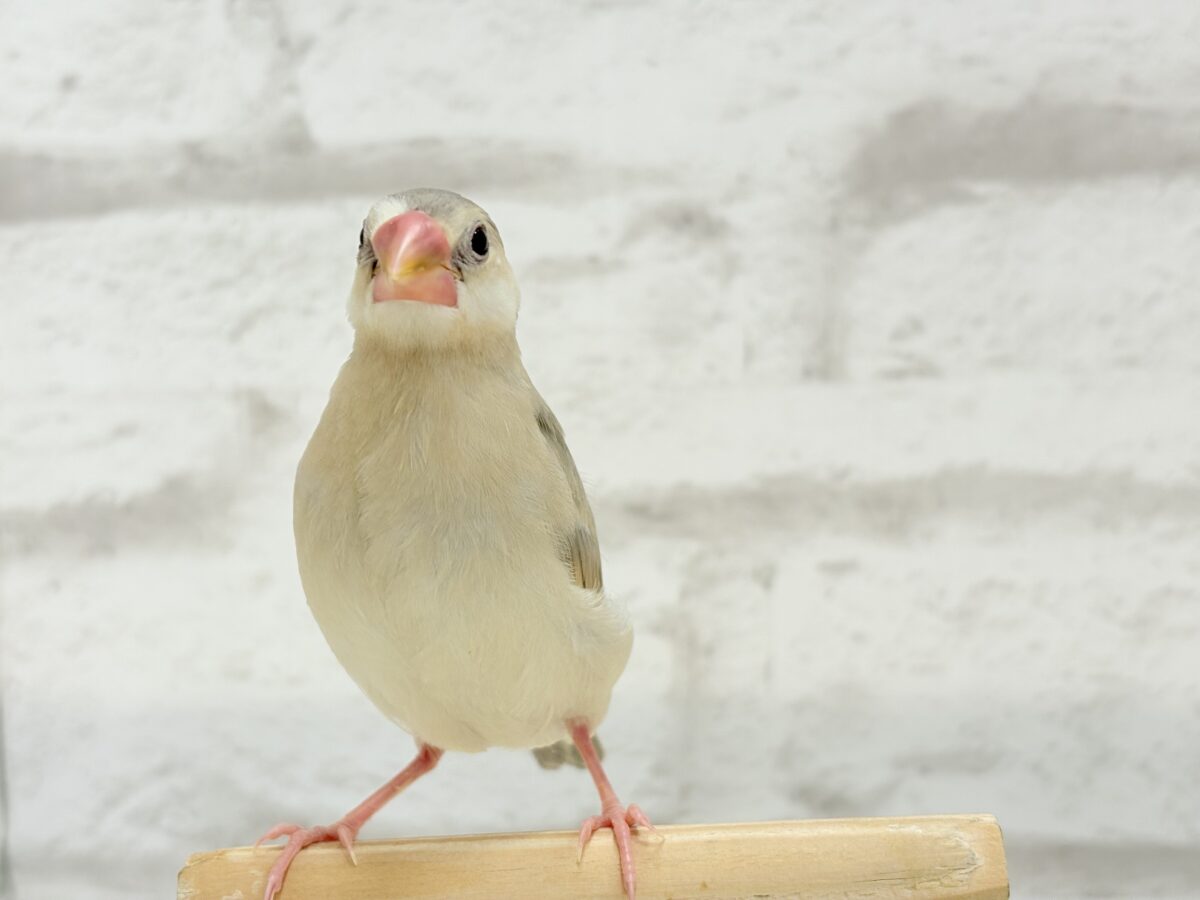 パステル文鳥