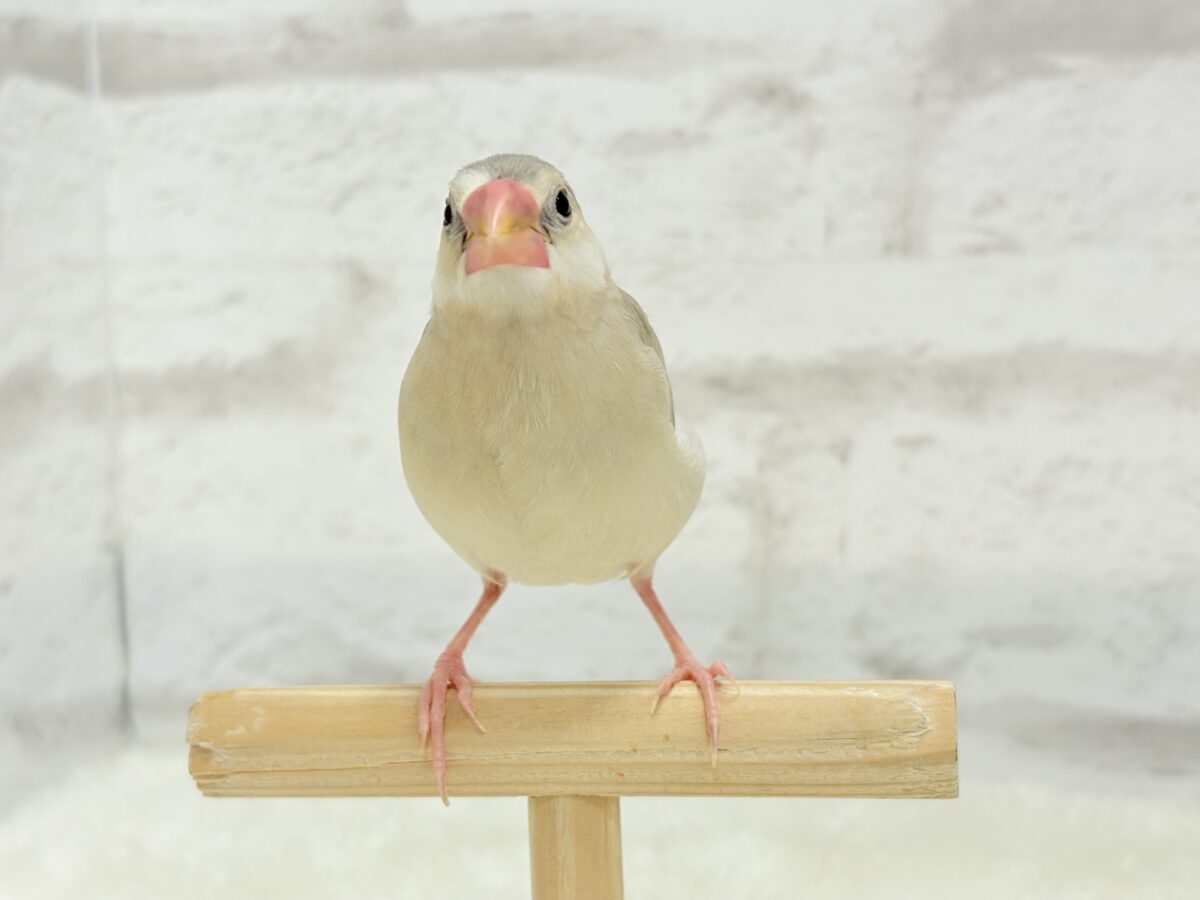 パステル文鳥