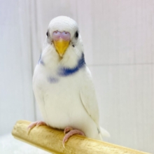 最新画像有ります‼️あと1羽！いつでもギュッと寄り添っちゃう🩵セキセイインコパイドチーム✨