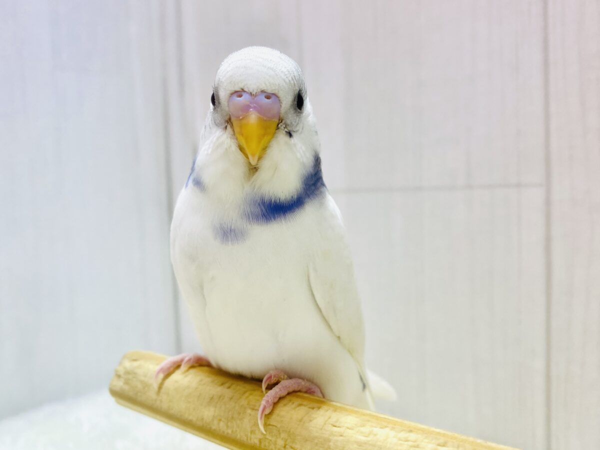最新画像有ります‼️あと1羽！いつでもギュッと寄り添っちゃう🩵セキセイインコパイドチーム✨