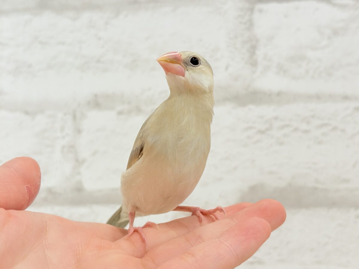 パステル文鳥