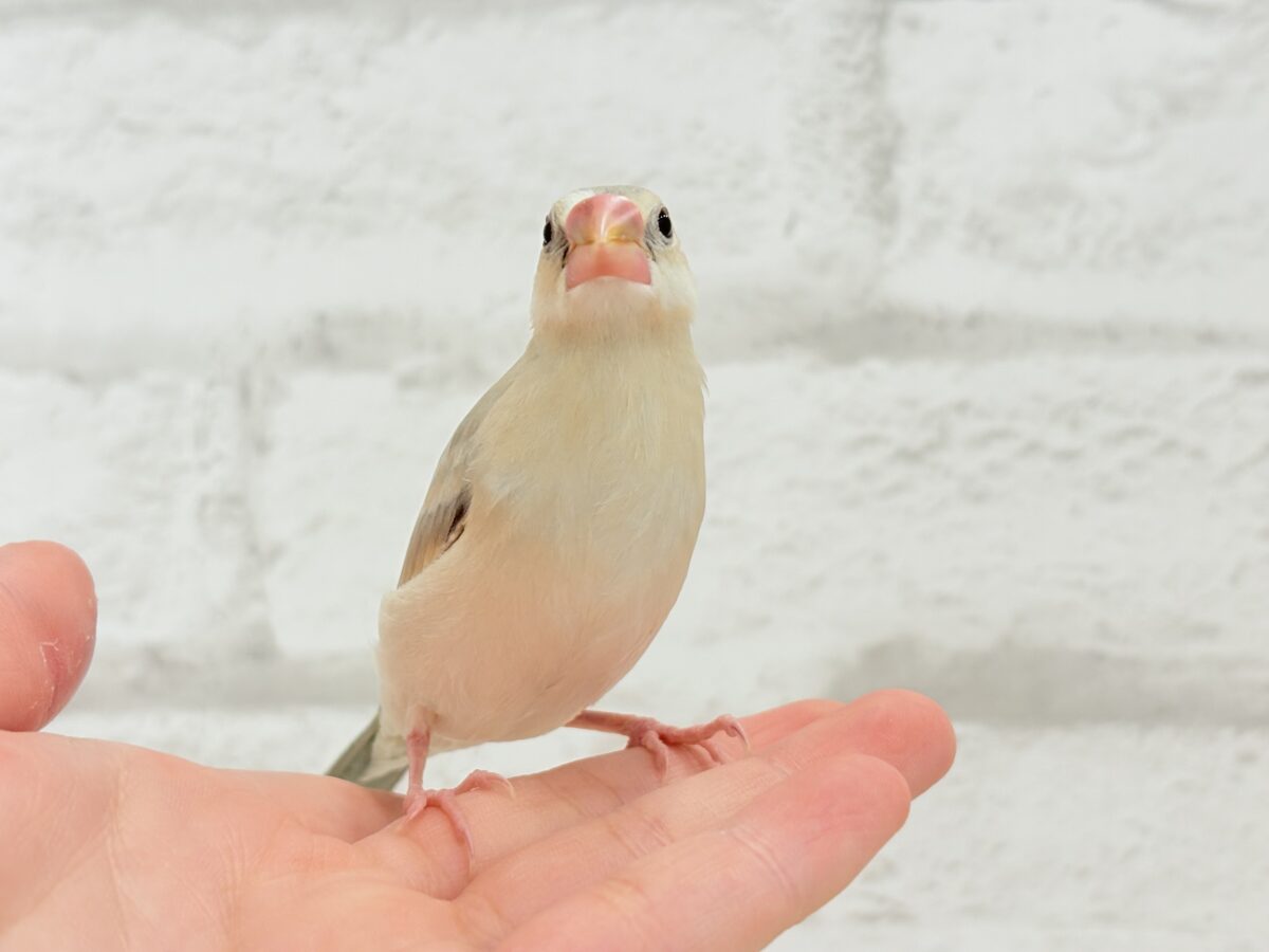 パステル文鳥