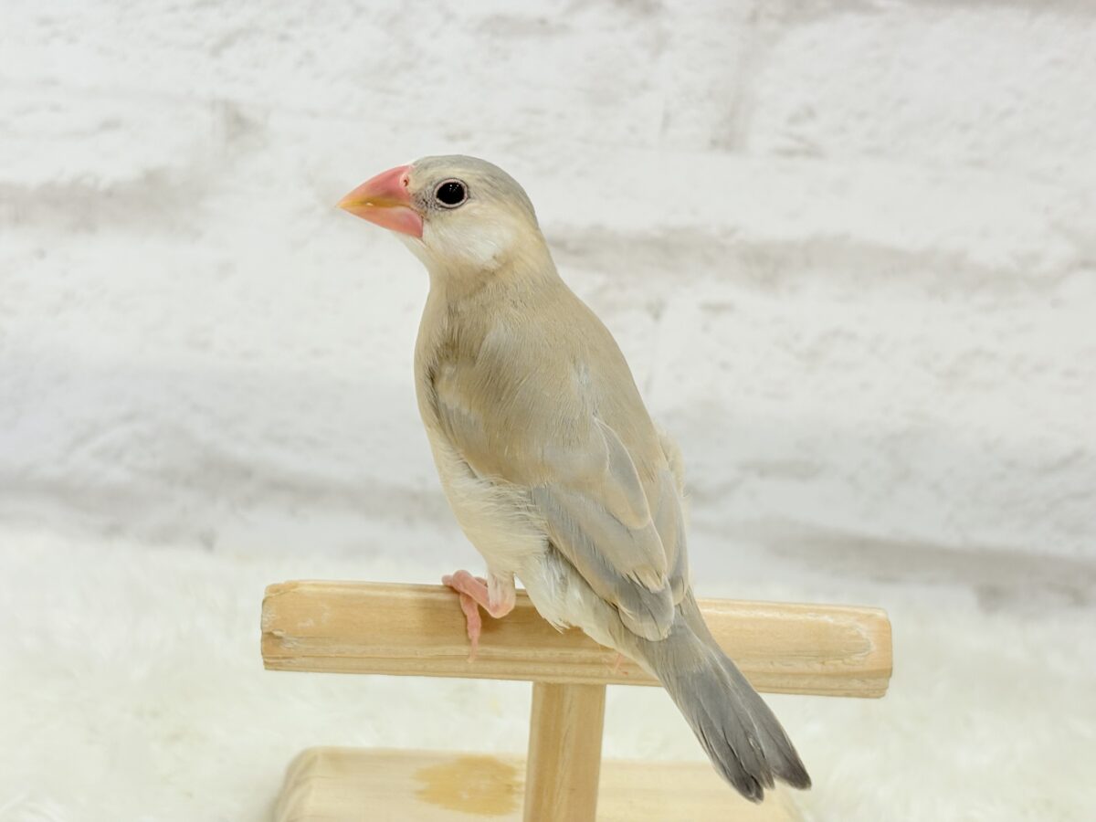 パステル文鳥
