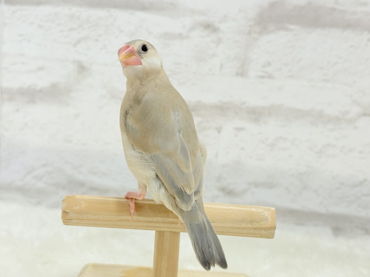 パステル文鳥
