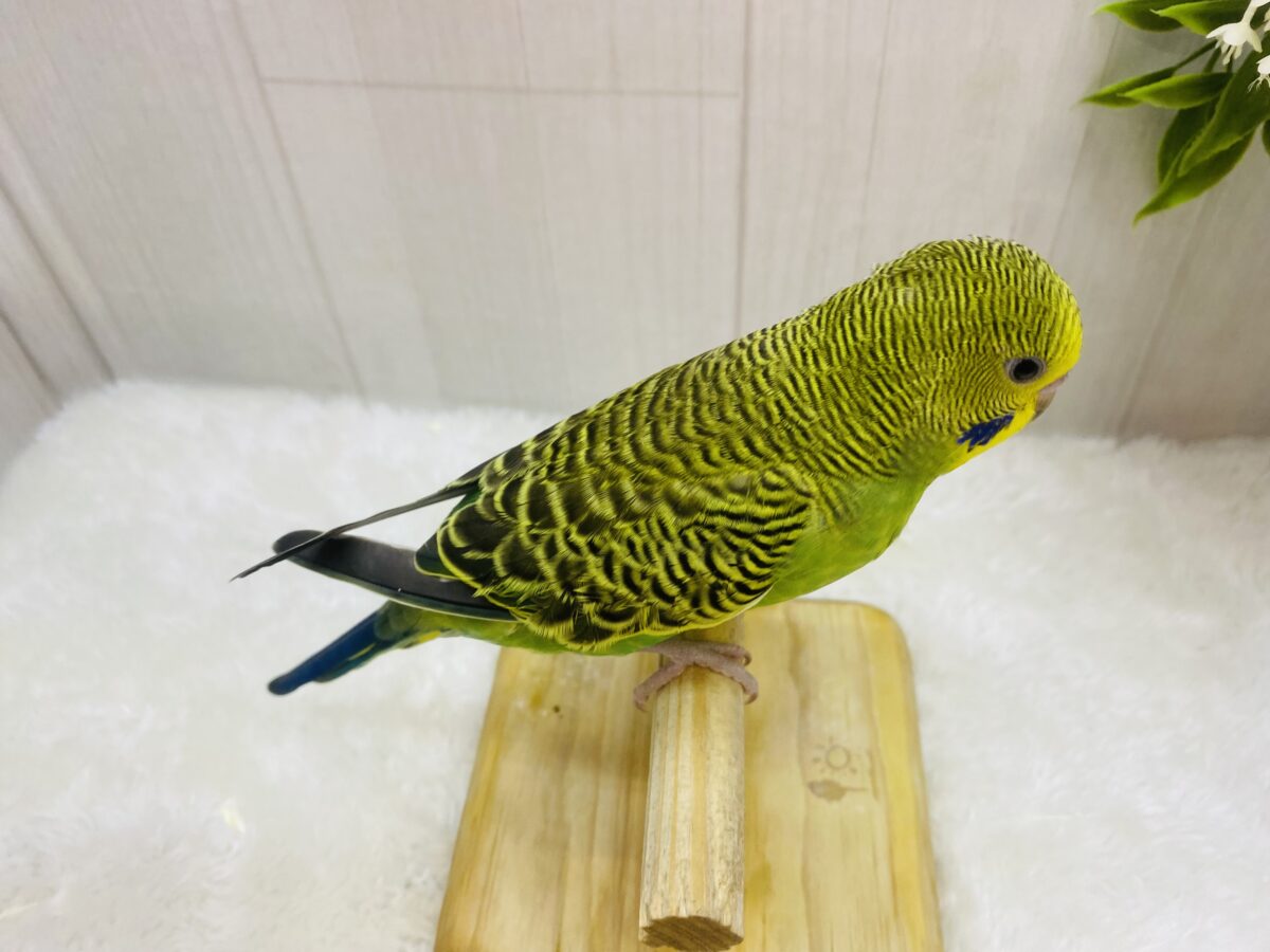 セキセイインコ