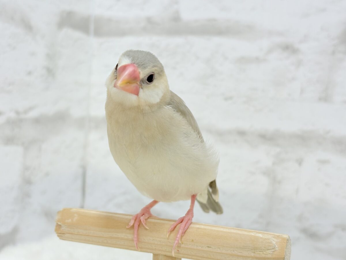 パステル文鳥