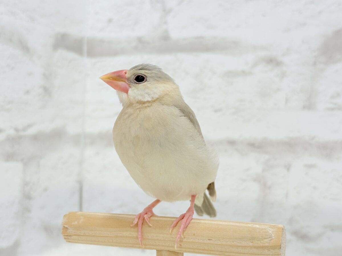 パステル文鳥