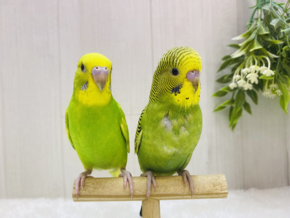 セキセイインコ