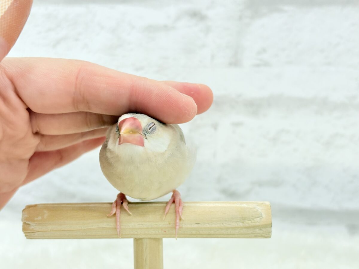 パステル文鳥
