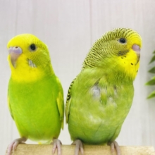 最新画像有ります❗️🍀グリーンチームではい、ちーず📷✨セキセイインコ(スパングル・ノーマル)