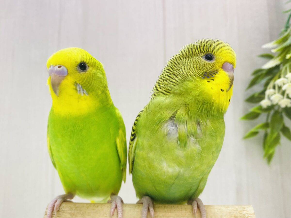 最新画像有ります❗️🍀グリーンチームではい、ちーず📷✨セキセイインコ(スパングル・ノーマル)