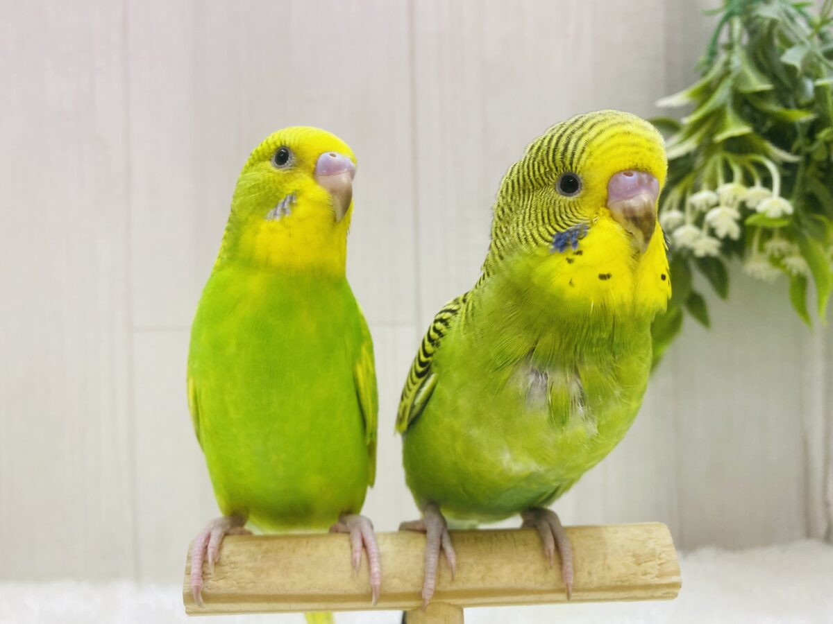 セキセイインコ