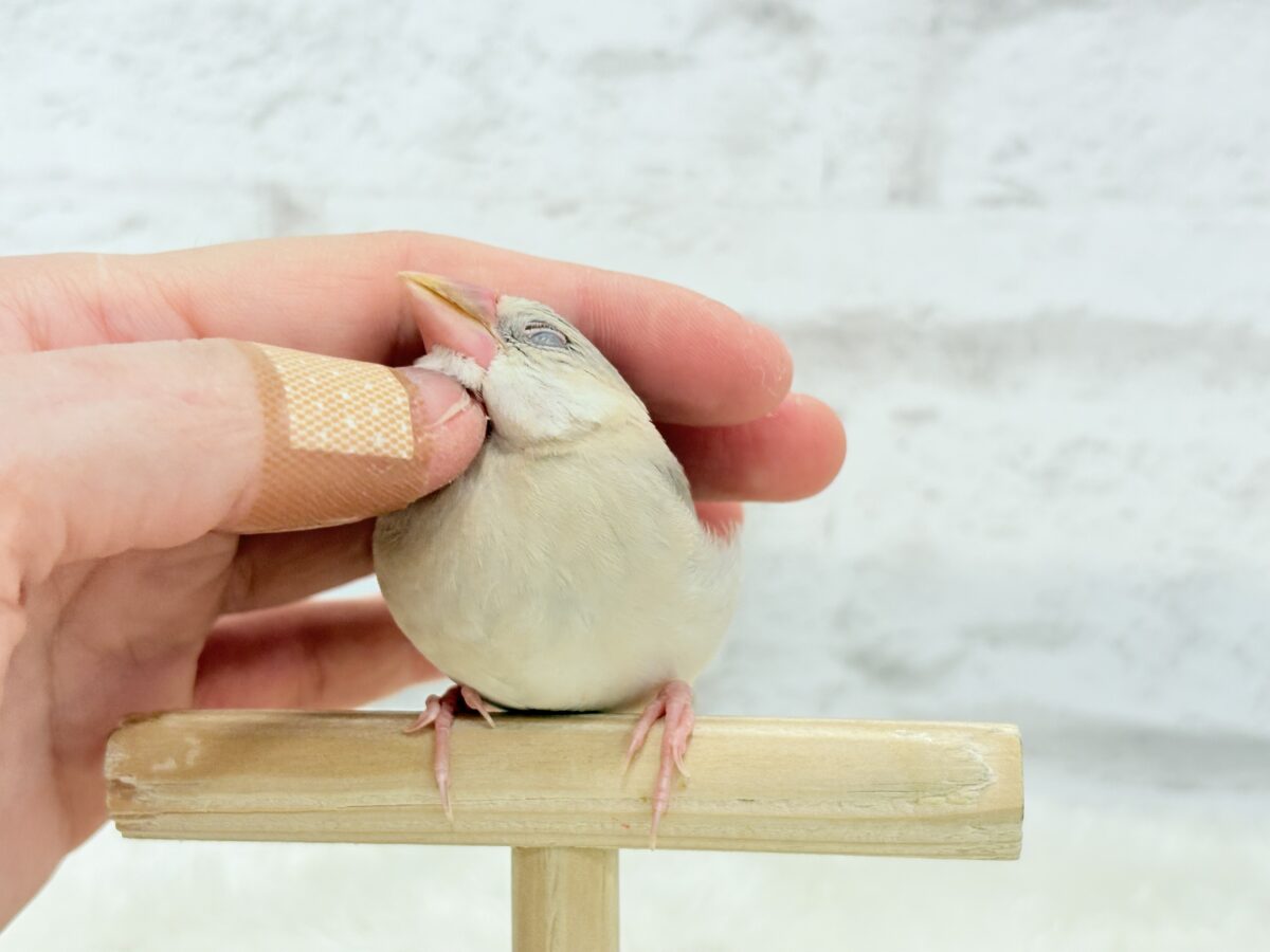 パステル文鳥