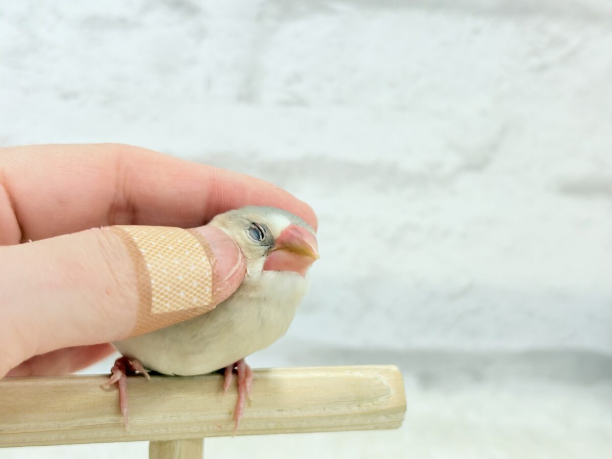 パステル文鳥