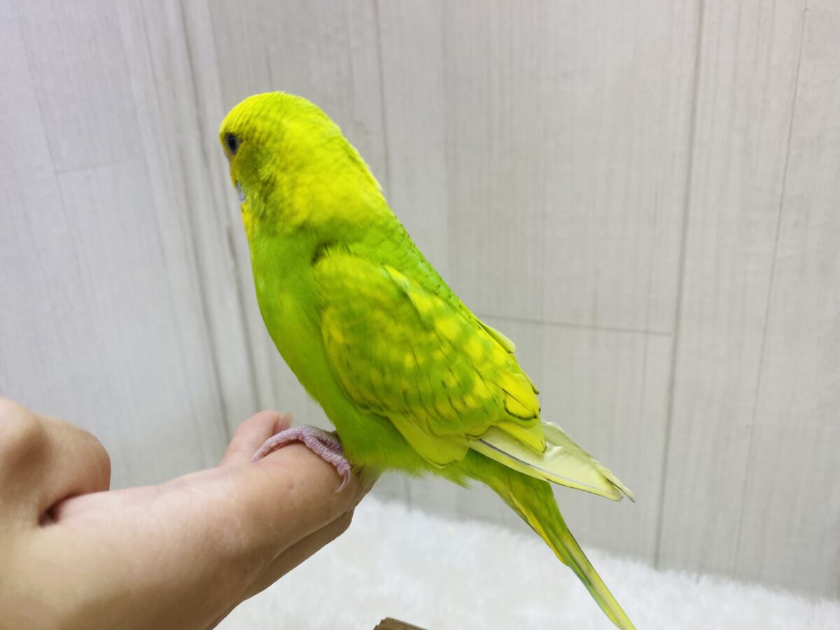 セキセイインコ