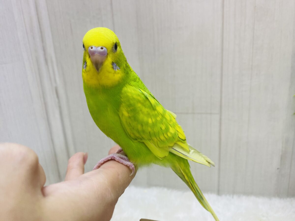 セキセイインコ