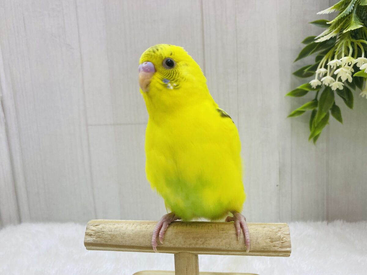 セキセイインコ