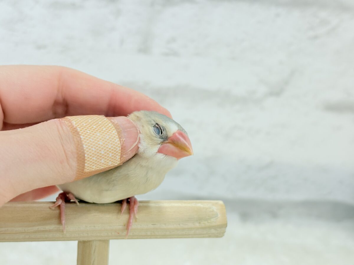パステル文鳥
