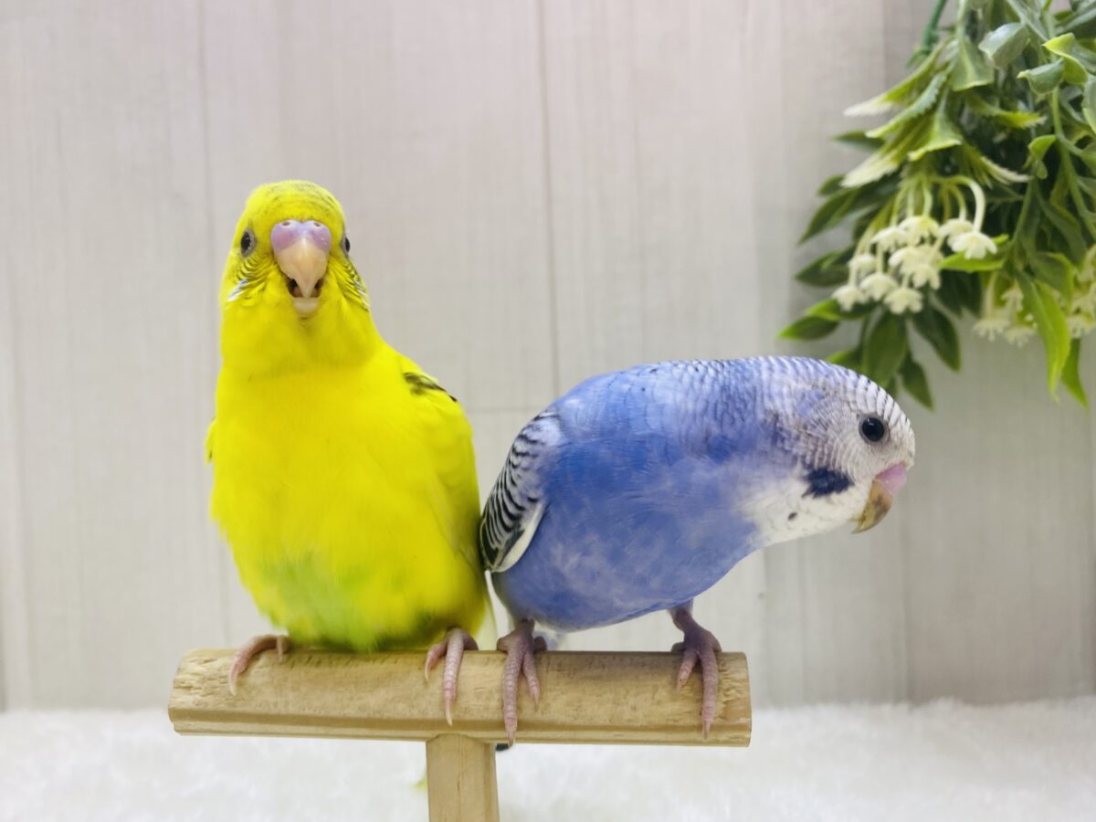 セキセイインコ